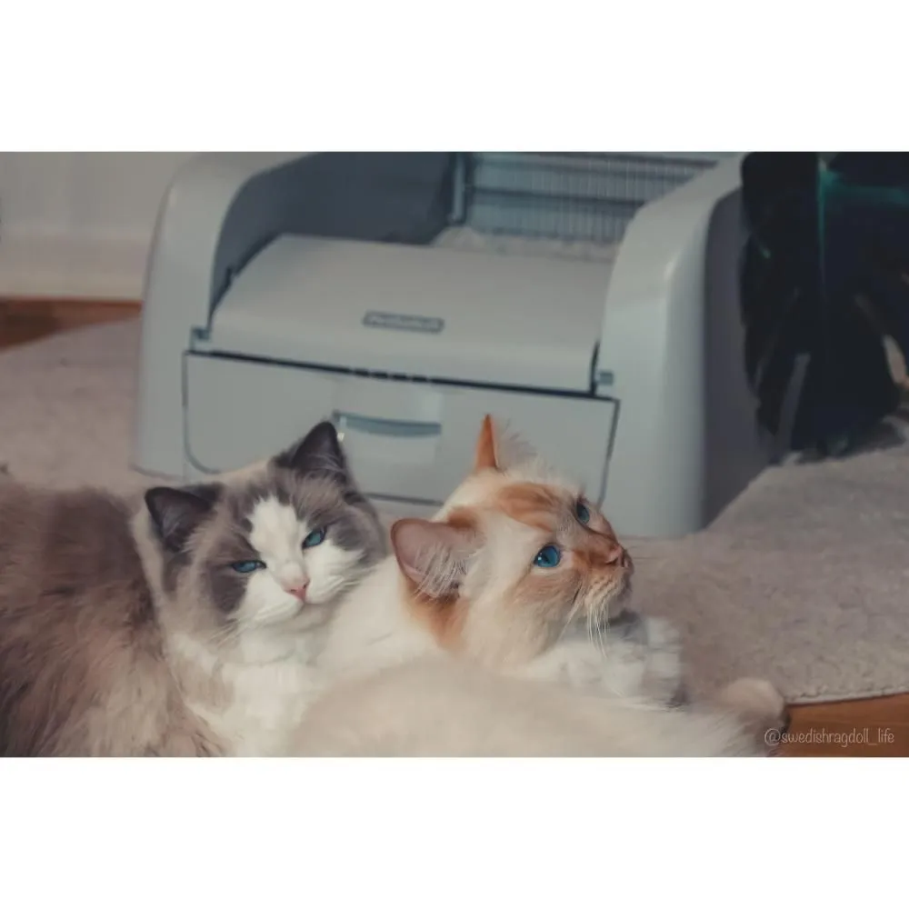 Petsafe ScoopFree Auto Clumping Litterbox Kattetoilet PAL10-17992